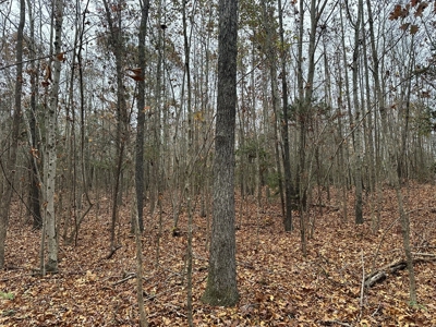 Vista View: 5.23 Acres of Serenity Near Chase City, VA - image 26