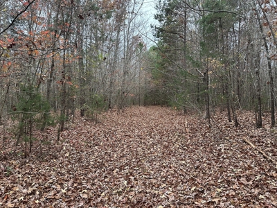 Vista View: 5.23 Acres of Serenity Near Chase City, VA - image 15