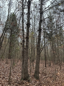 Vista View: 5.23 Acres of Serenity Near Chase City, VA - image 12