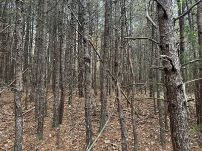 Vista View: 5.23 Acres of Serenity Near Chase City, VA - image 7