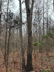 Vista View: 5.23 Acres of Serenity Near Chase City, VA - image 16