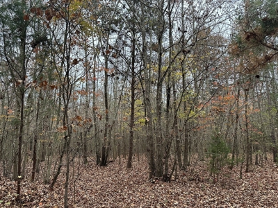 Vista View: 5.23 Acres of Serenity Near Chase City, VA - image 13