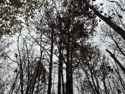 Vista View: 5.23 Acres of Serenity Near Chase City, VA - image 19