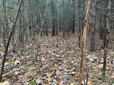 Vista View: 5.23 Acres of Serenity Near Chase City, VA - image 30