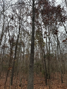 Vista View: 5.23 Acres of Serenity Near Chase City, VA - image 28