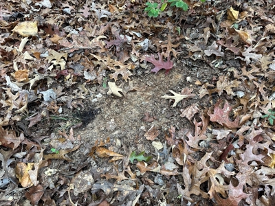 Vista View: 5.23 Acres of Serenity Near Chase City, VA - image 27