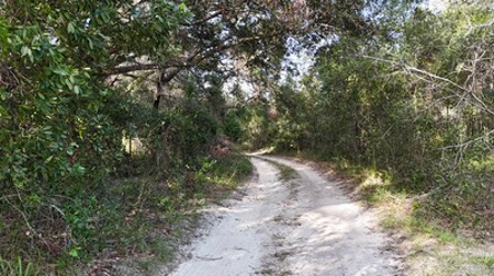 Secluded 30 Acres In Archer Florida For Sale - image 1