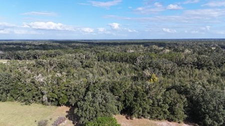 Secluded 30 Acres In Archer Florida For Sale - image 3