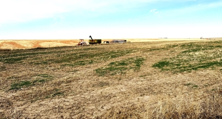 NE/4 S12-12S-29W - 160+/- Acres Farmland Grainfield, KS - image 3
