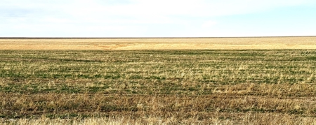 NE/4 S12-12S-29W - 160+/- Acres Farmland Grainfield, KS - image 7