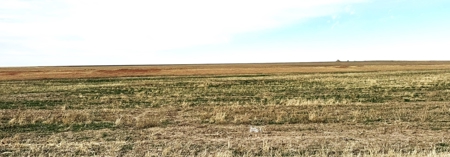 NE/4 S12-12S-29W - 160+/- Acres Farmland Grainfield, KS - image 5