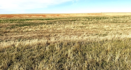 NE/4 S12-12S-29W - 160+/- Acres Farmland Grainfield, KS - image 4
