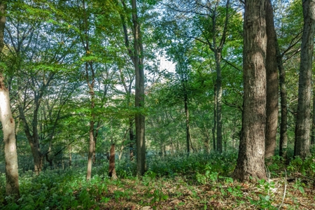Land for Sale in Maury County, Tennessee - image 32