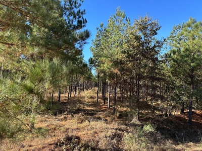 Lake GP 385.66 Acres Located in Ashley County, AR - image 1