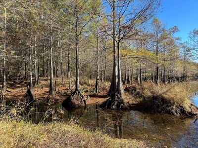 Lake GP 385.66 Acres Located in Ashley County, AR - image 4
