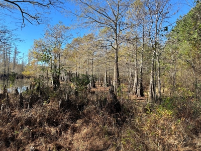 Lake GP 385.66 Acres Located in Ashley County, AR - image 5