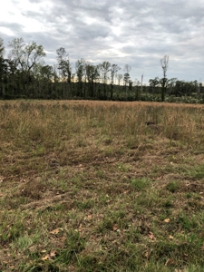 3 Acres For Sale - image 3