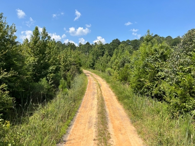 30+/- Acres for Sale Bienville, LA - image 3