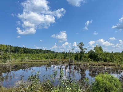 30+/- Acres for Sale Bienville, LA - image 6