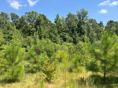 30+/- Acres for Sale Bienville, LA - image 5