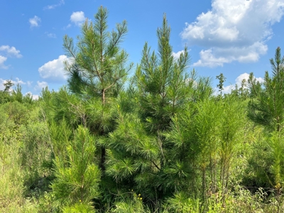 30+/- Acres for Sale Bienville, LA - image 2