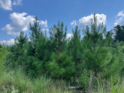 30+/- Acres for Sale Bienville, LA - image 1