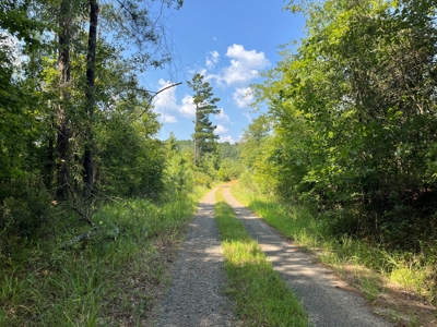 30+/- Acres for Sale Bienville, LA - image 4