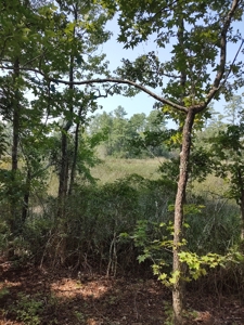 Prime Timberland Opportunity in Coastal NC - image 25