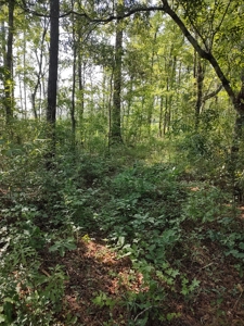 Prime Timberland Opportunity in Coastal NC - image 17