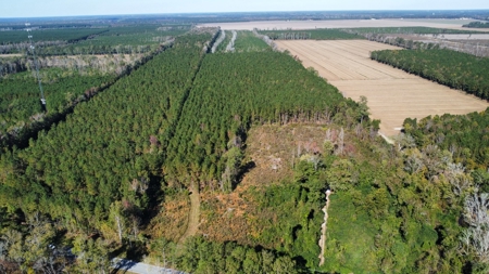 Prime Timberland Opportunity in Coastal NC - image 7