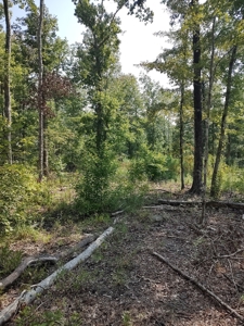 Prime Timberland Opportunity in Coastal NC - image 23