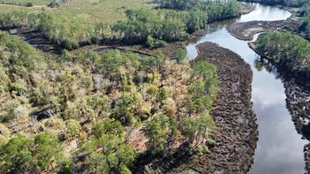 Prime Timberland Opportunity in Coastal NC - image 4