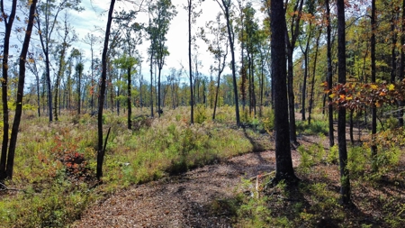 Prime Timberland Opportunity in Coastal NC - image 3