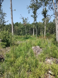 Prime Timberland Opportunity in Coastal NC - image 29