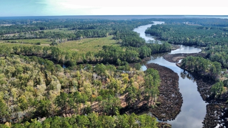 Prime Timberland Opportunity in Coastal NC - image 6