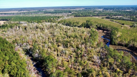 Prime Timberland Opportunity in Coastal NC - image 14