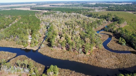 Prime Timberland Opportunity in Coastal NC - image 12