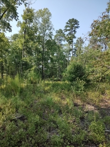 Prime Timberland Opportunity in Coastal NC - image 24