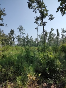 Prime Timberland Opportunity in Coastal NC - image 22