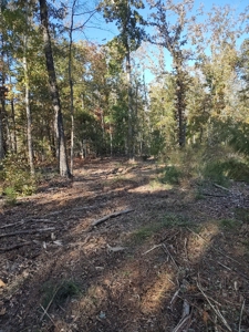 Prime Timberland Opportunity in Coastal NC - image 32
