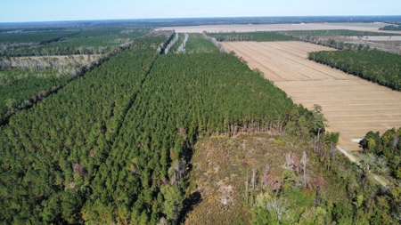 Prime Timberland Opportunity in Coastal NC - image 16