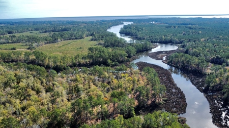 Prime Timberland Opportunity in Coastal NC - image 11