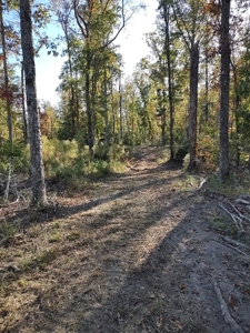 Prime Timberland Opportunity in Coastal NC - image 30