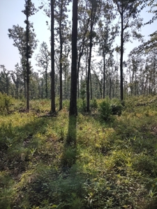 Prime Timberland Opportunity in Coastal NC - image 19