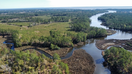 Prime Timberland Opportunity in Coastal NC - image 15