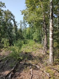 Prime Timberland Opportunity in Coastal NC - image 27