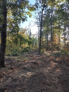 Prime Timberland Opportunity in Coastal NC - image 33