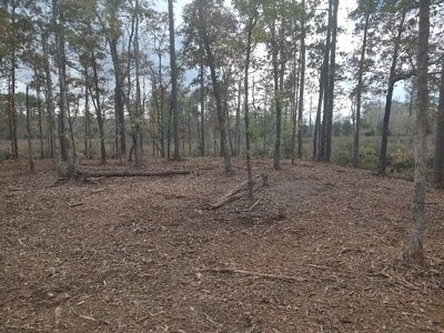 Prime Timberland Opportunity in Coastal NC - image 36