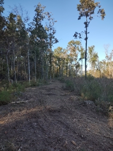 Prime Timberland Opportunity in Coastal NC - image 34