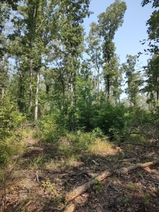 Prime Timberland Opportunity in Coastal NC - image 28